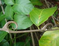 Cat's Claw