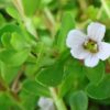 Bacopa Monnieri, Brahmi Cut & Sifted