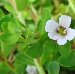 Bacopa Monnieri, Brahmi Cut & Sifted