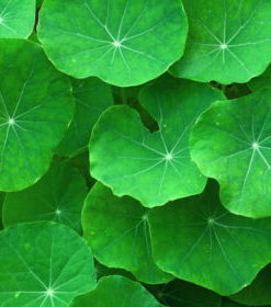 Gotu Kola