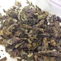 Holy Basil - Tulsi