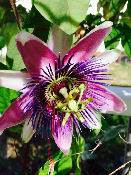 Passionflower - Image 5