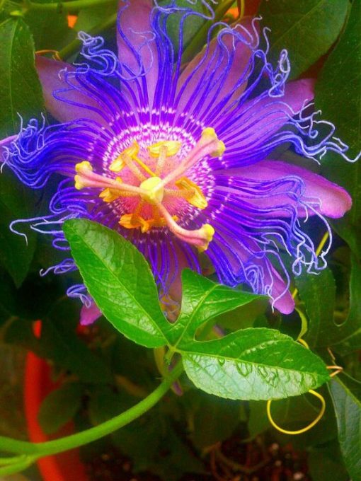 Passionflower - Image 4