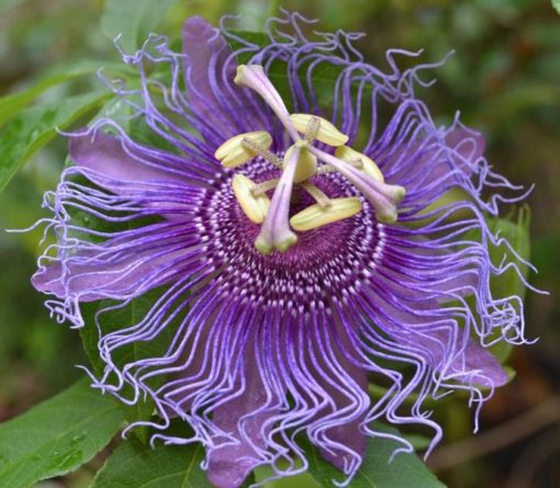Passionflower - Image 3