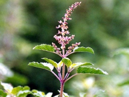 Holy Basil - Tulsi - Image 2