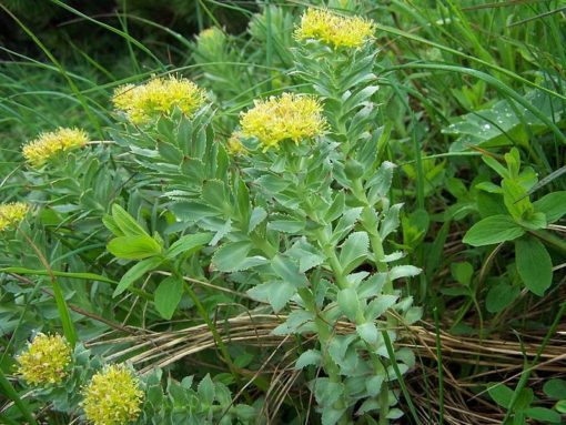 Rhodiola Rosea - Image 2