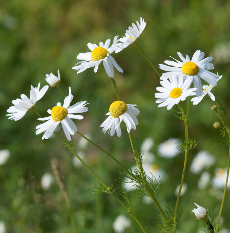 Chamomile Tea