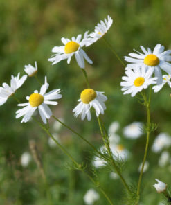 Chamomile Tea